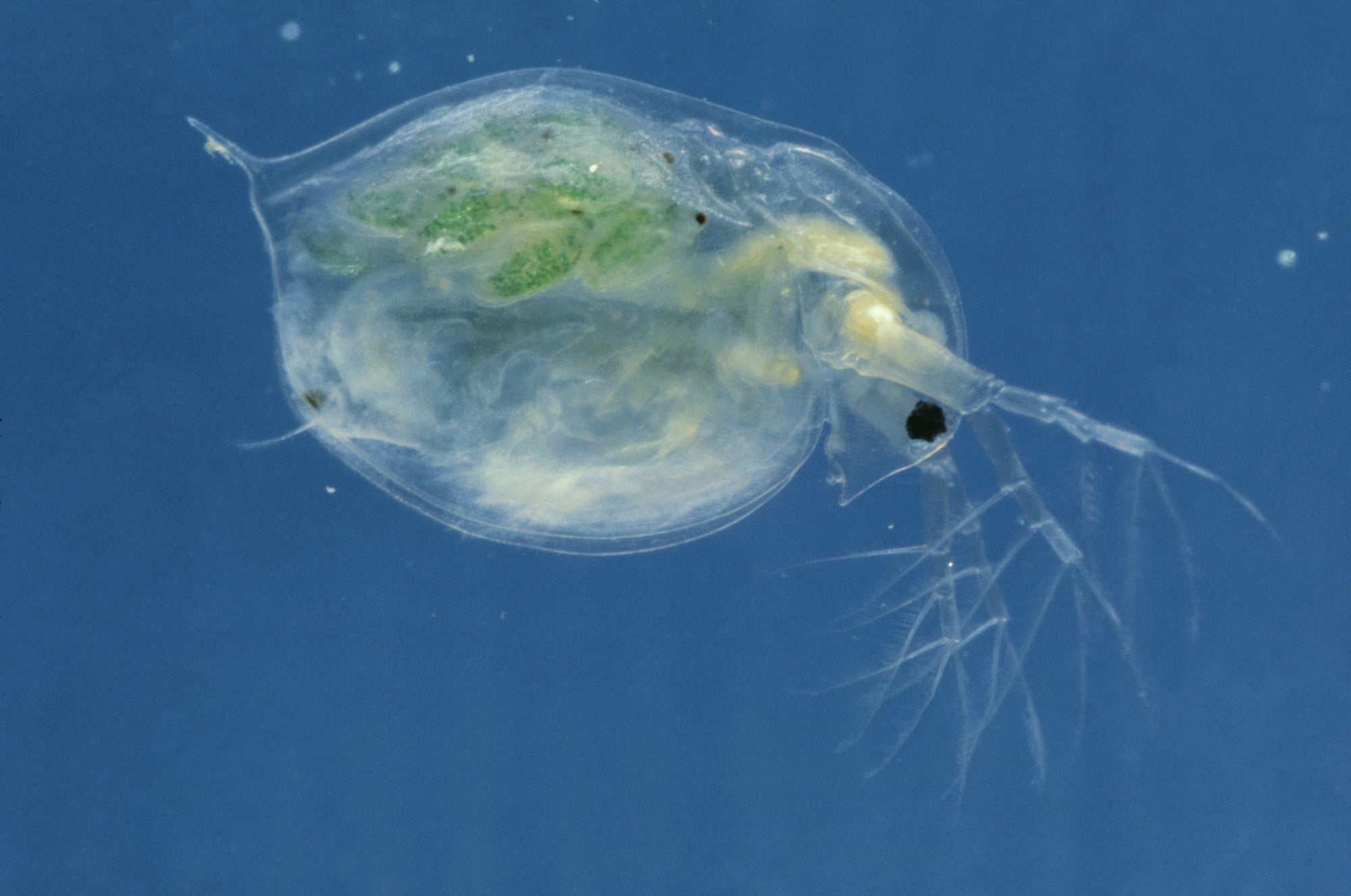 Urban Evolution: How Species Adapt to Survive in Cities | Scientific ...